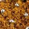 Измельчитель бойлов GC Boilie Crusher 2 in 1
